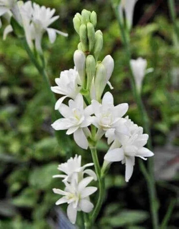 Tuberose rajnigandha double petal (Pack of 12 multicolor bulbs) gallery