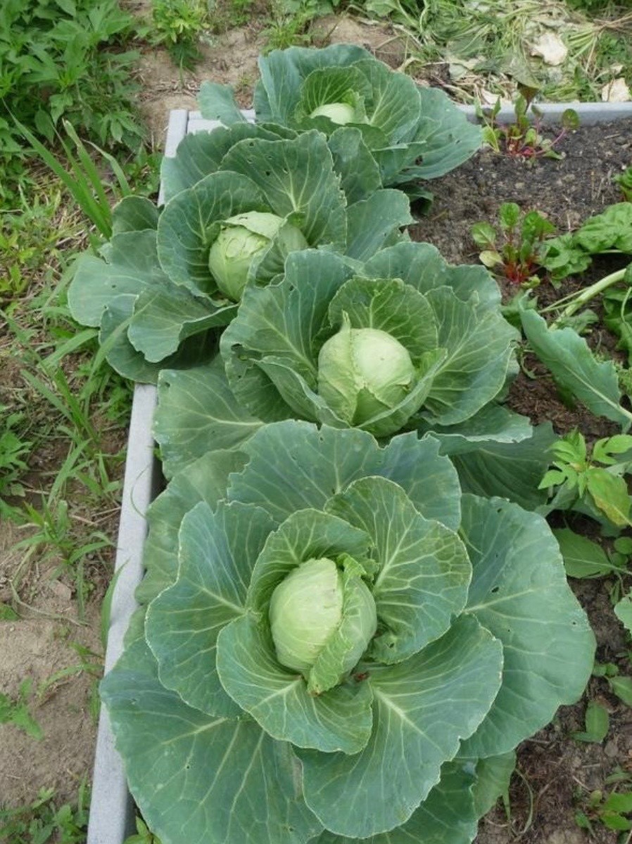 Fresh Cabbage Seeds, Golden Acre Heirloom Non-GMO, USA Seller, Free Shipping gallery