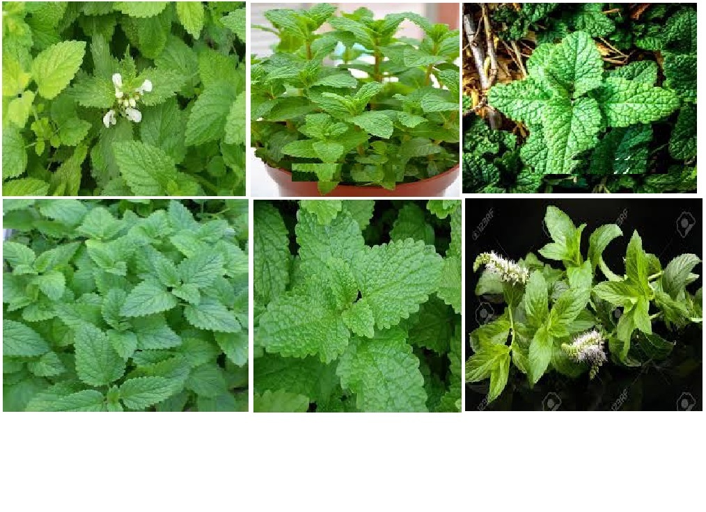 Lemon Mint Herb Plant Smells Like Lemon OVER 25 Seeds USA Seller gallery