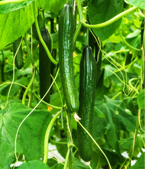 25+ Japanese Long Burpless Cucumber Seeds -- Heirloom --- NON GMO gallery