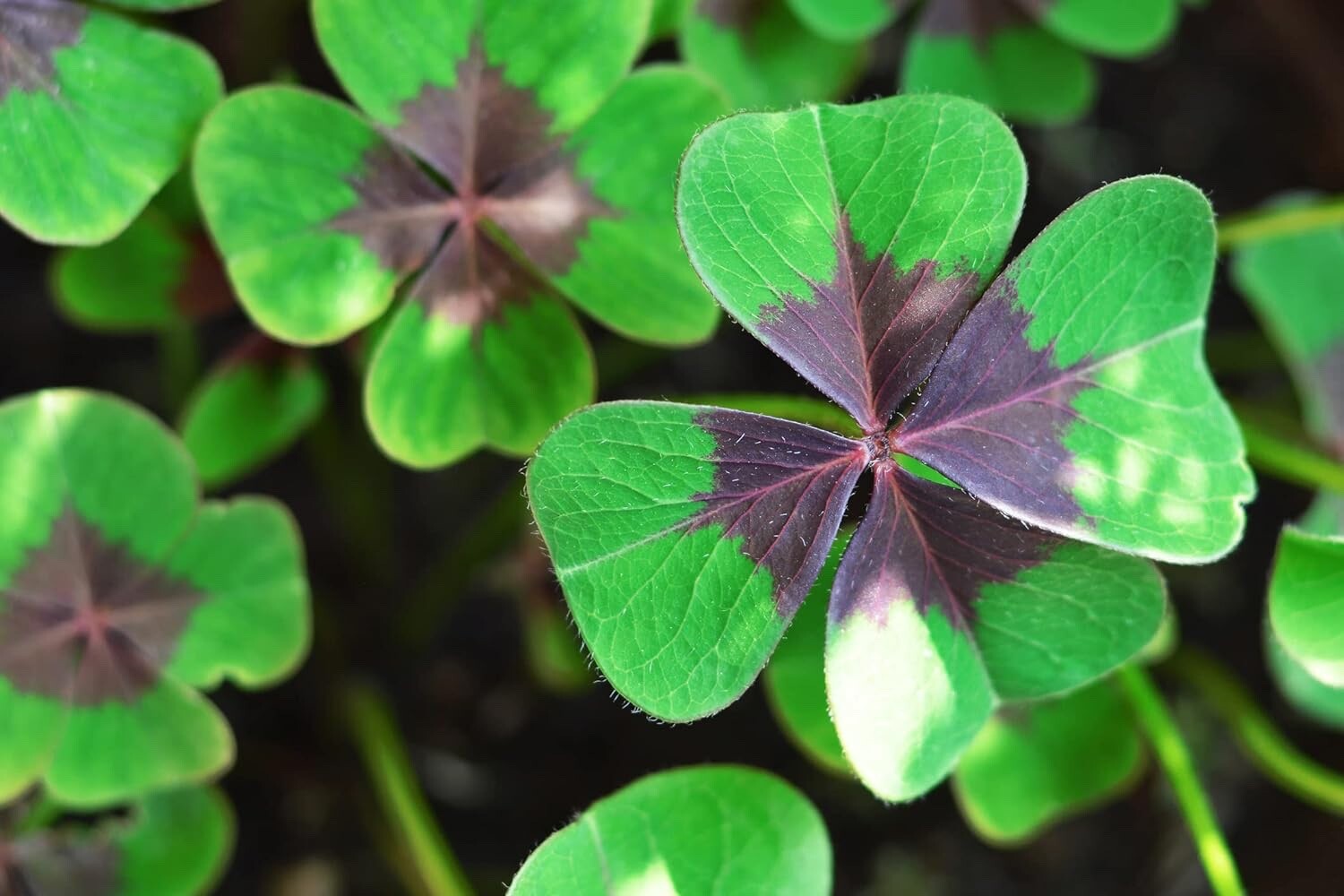 Holy Cross Shamrock Bulbs for Planting (10 Bulbs) - Fast Growing Year Round gallery