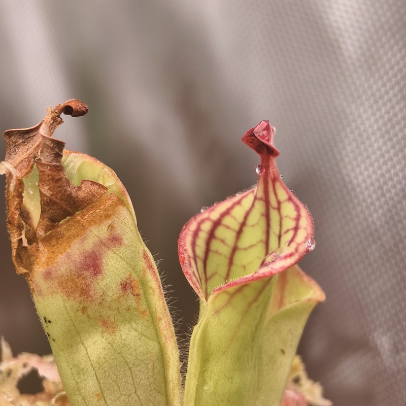 Heliamphora Macdonaldae - AW - Clone 1 gallery