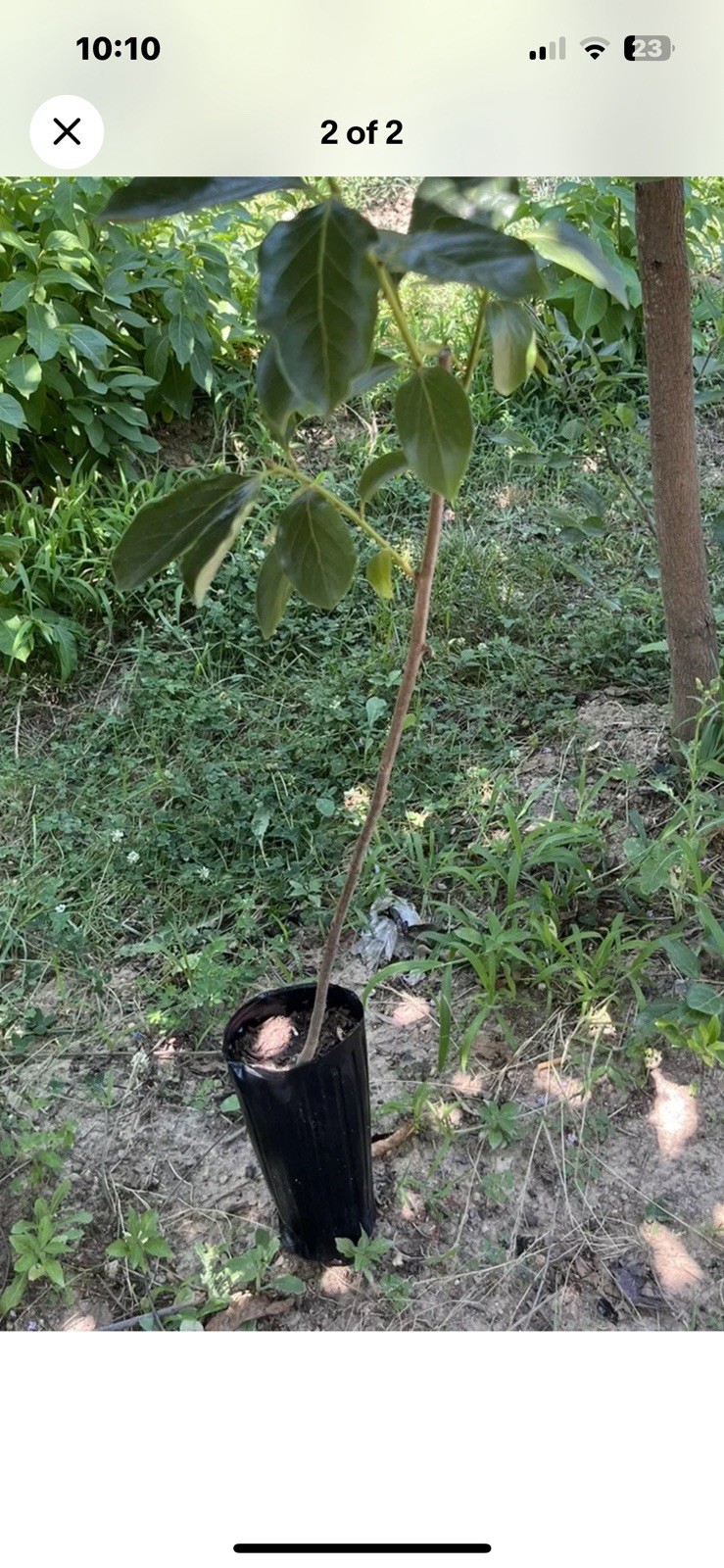 Fire Crystal Persimmon Tree 2-3Ft Tall Potted Shipping gallery