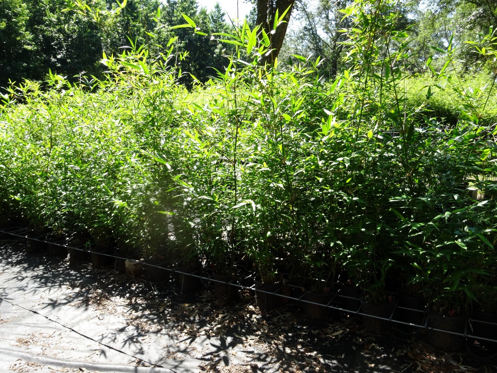 1 Division/Starter Size Plt -Oldhamii Giant Timber Bamboo / Bambusa Non-Invasive gallery