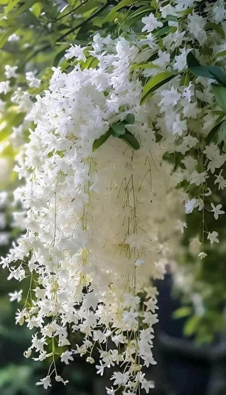 Weeping Jasmine Climbing Seeds 100+ – Garden Balcony Flower Vine gallery