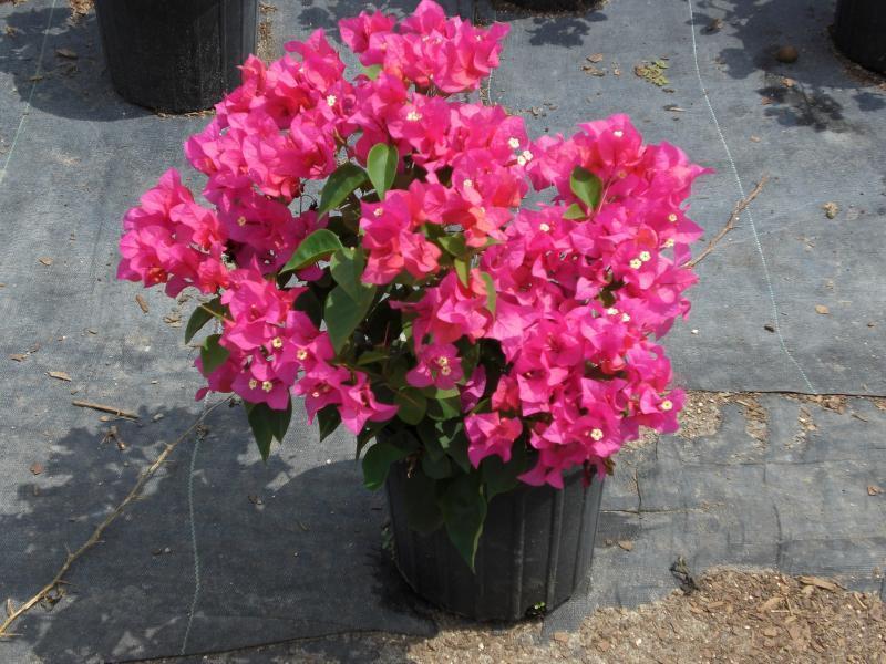 Bougainvillea - 'Orange King' gallery