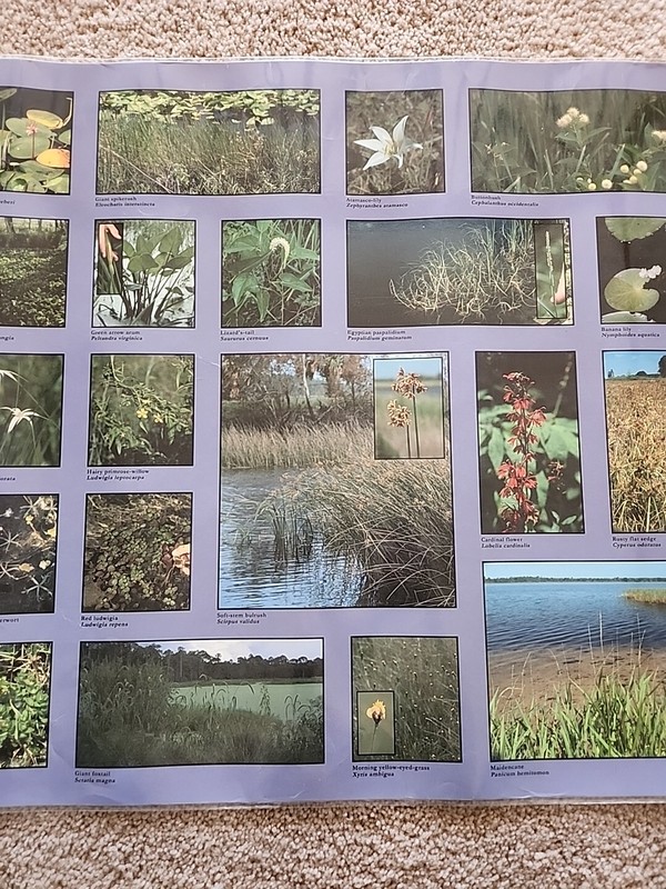 Native Freshwater Plants Large 23" X 62" Mural Poster 2001 University Of Florida gallery