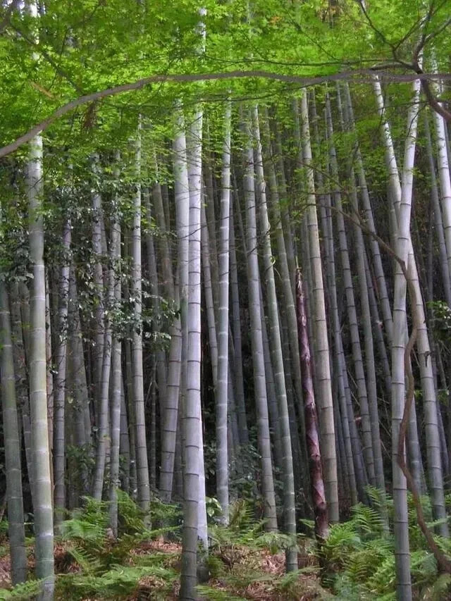 100 MOSO Bamboo Seeds. Giant Phyllostachys edulis. USA Seller, Fast Shipping gallery