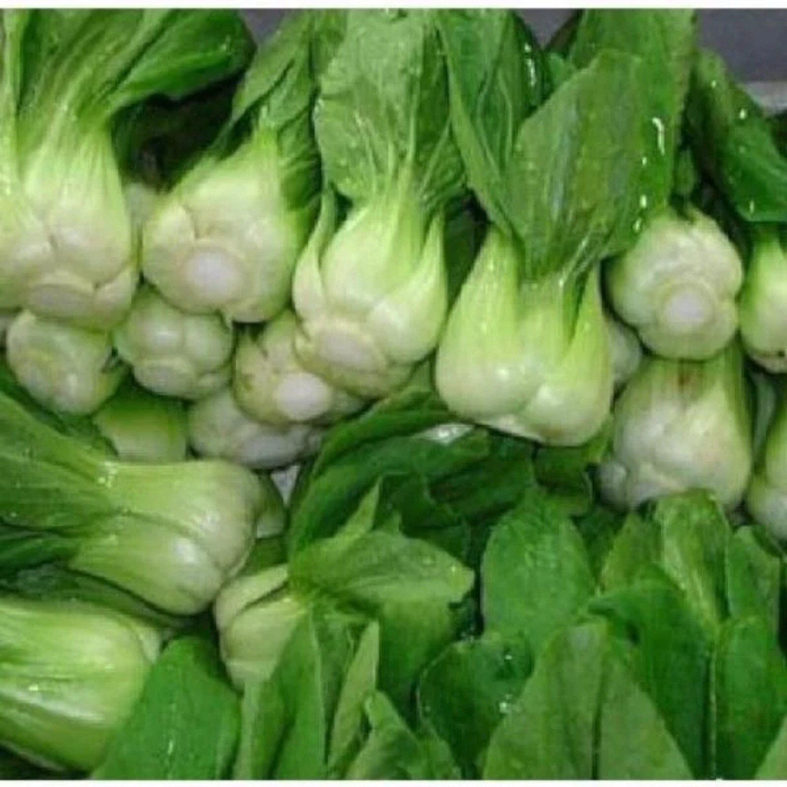 All Year Round Chinese Cabbage Seeds – 1000 Seeds – Non-GMO Heirloom Variety gallery