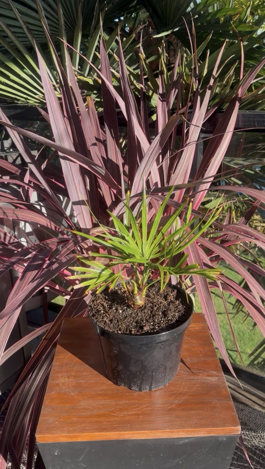 Brahea Moorei - Cold Hardy 10F - LIVE - Rare - Dwarf Rock Palm Tree - Tropical gallery