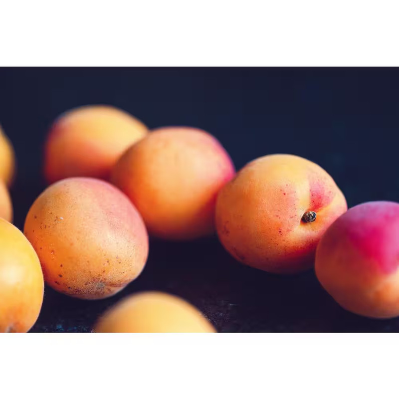 Dwarf Goldcot Apricot Tree Bare Root gallery
