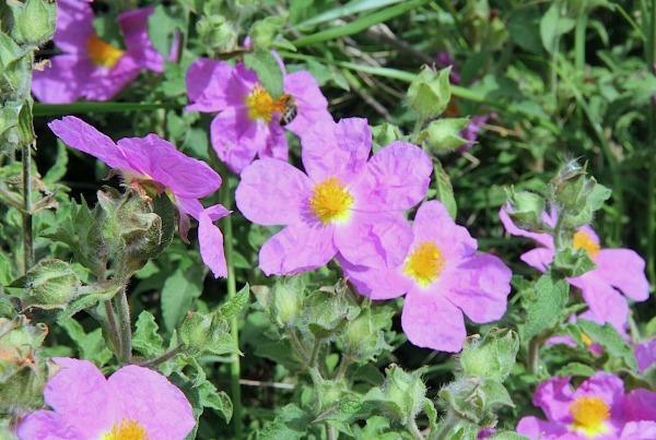Cistus creticus | Rock Rose | Cretan Rockrose | Hoary Rock-Rose | 50 Seeds gallery