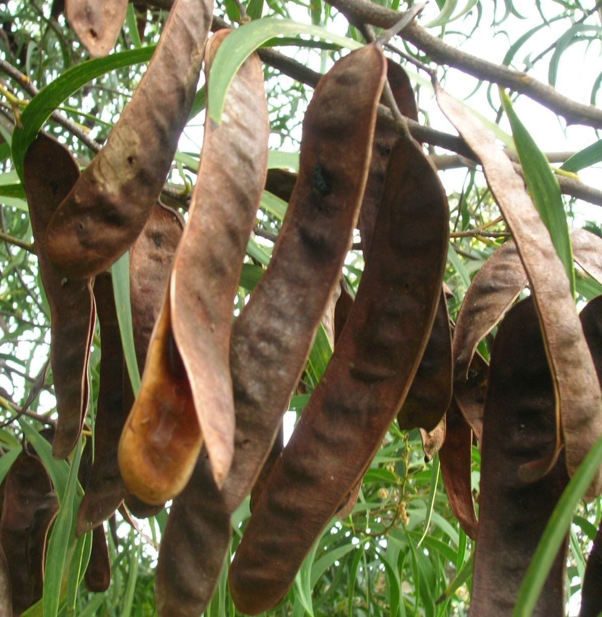 Acacia Tree Seedss 100 pcs (Acacia mangium) Akasia gallery