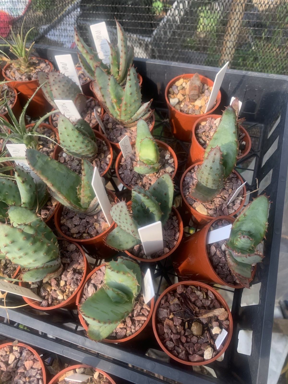 Aloe Marlothii One Year Seed Grown Tree Aloe gallery