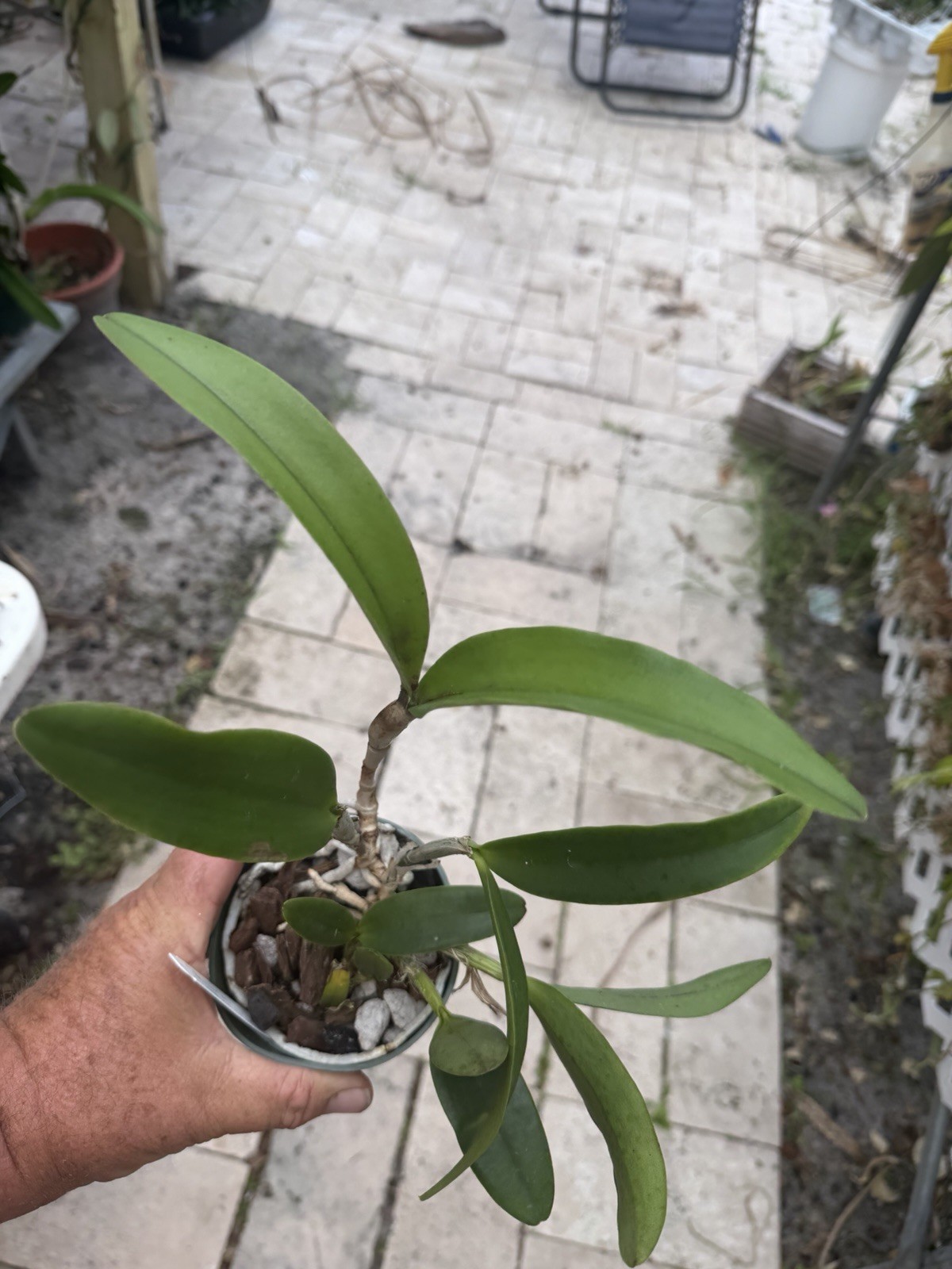Cattleya Summer Spot x C. Small World Orchid Plant gallery