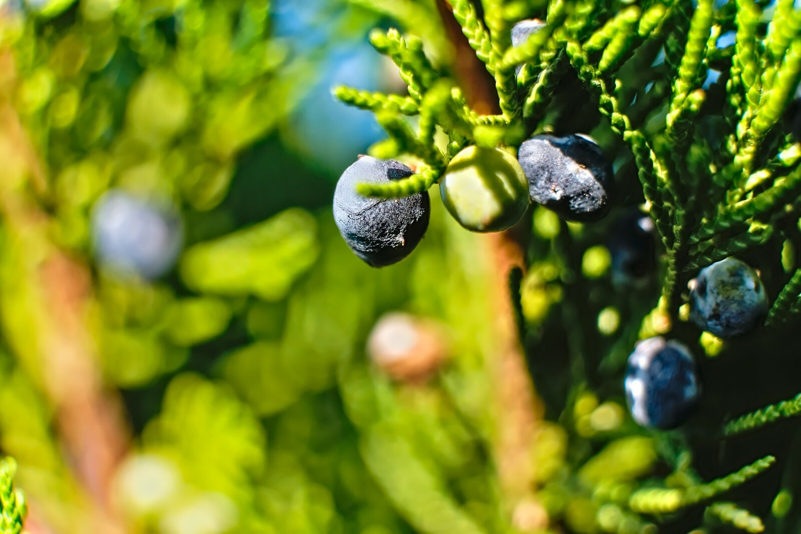 One Seed Juniper Sacred Tree {Juniperus monosperma} Medicinal 5+ seeds Evergreen gallery