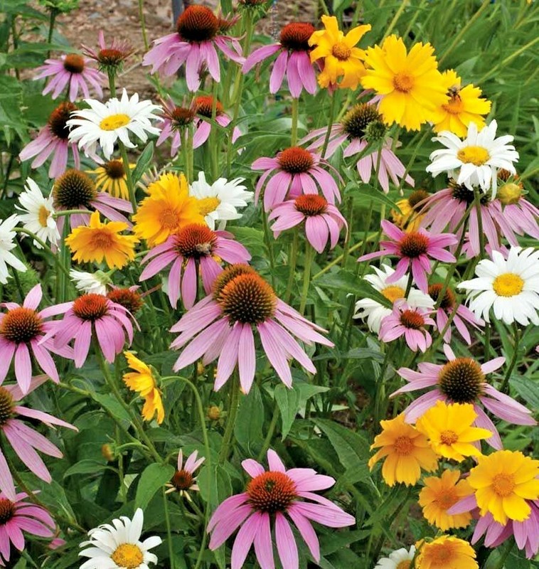 2001+POLLINATOR MIX Seeds 17 Native Wildflowers Annual Perennial Garden Easy gallery