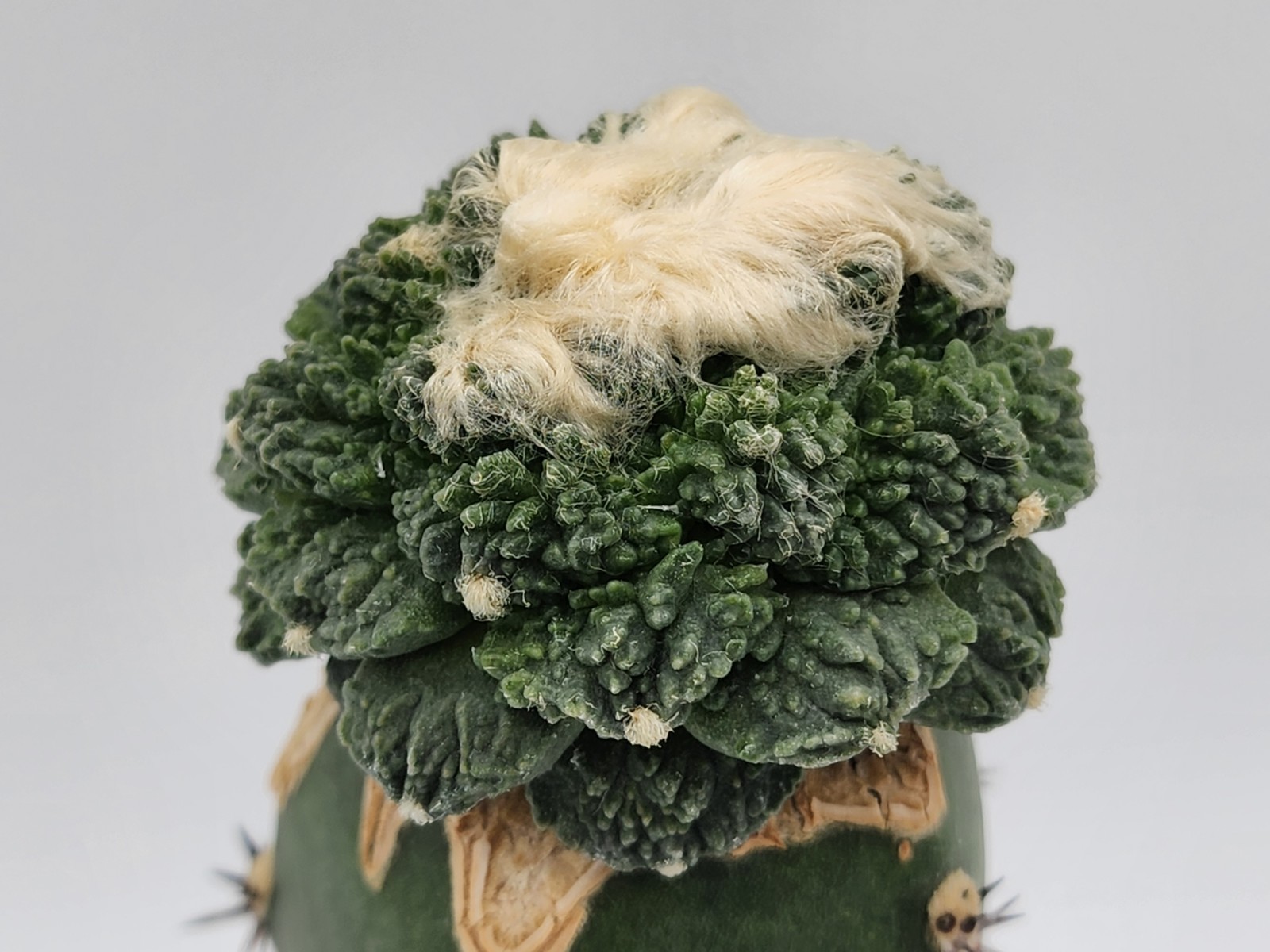 A. f. cv Godzilla Coral - Grafted gallery