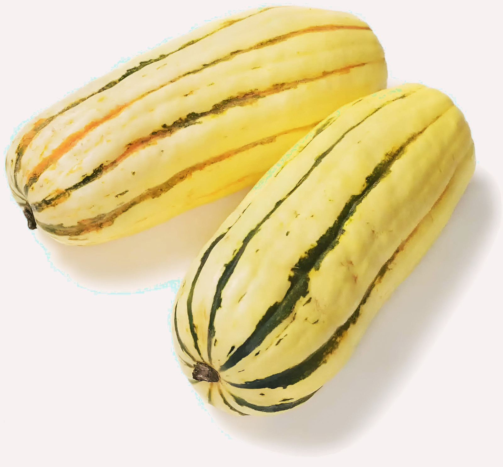 15 ~ Delicata Winter Squash Heirloom Seed (Cucurbita spp.) gallery