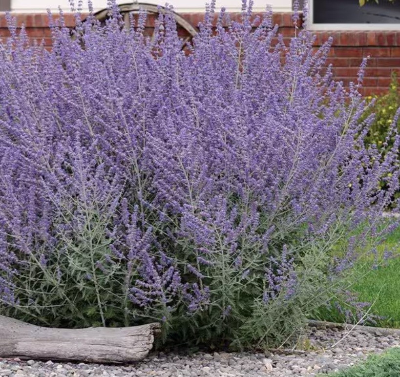 russian sage plant gallery