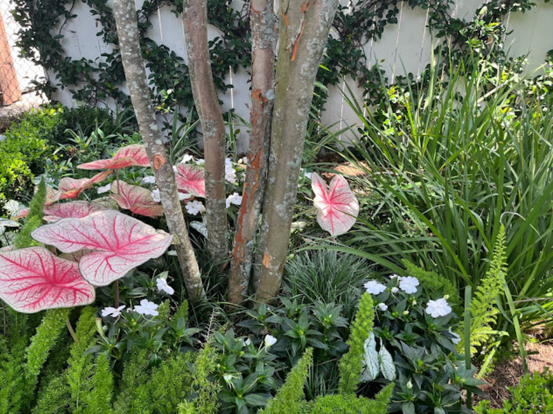 Caladium ‘Southern Charm’ – Size #2 Bulbs (4 Bulbs, 1-1.5") – For Sun or Shade gallery