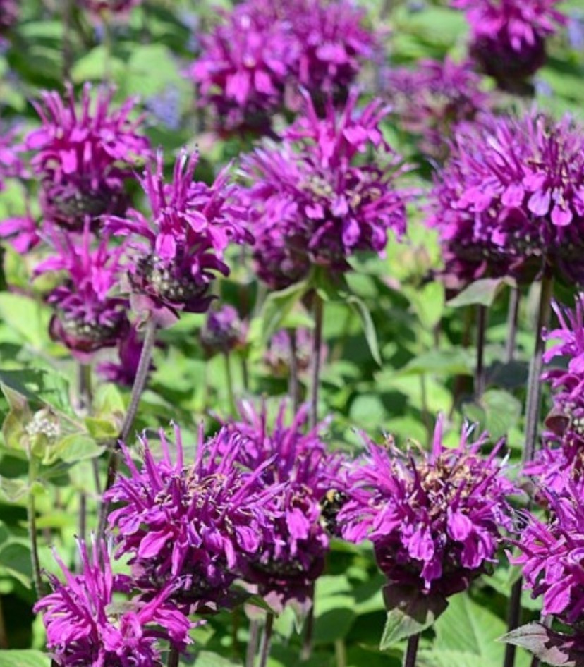200+ Purple Bee Balm Seeds **Fresh Seeds** ~~Free Shipping~~ gallery