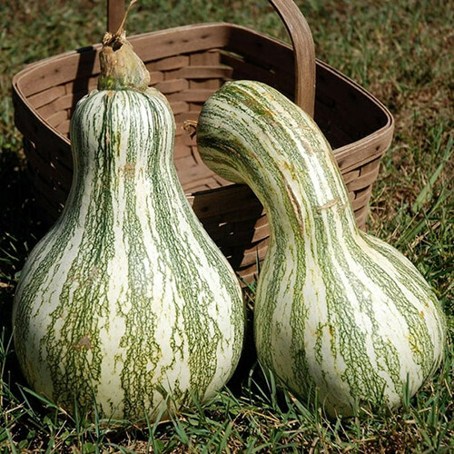 Cushaw Green Striped Pumpkin Seeds | Non-GMO | Free Shipping | Seed Store | 1080 gallery