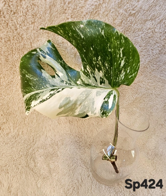 Highly Variegated Monstera Albo Splash Cutting gallery