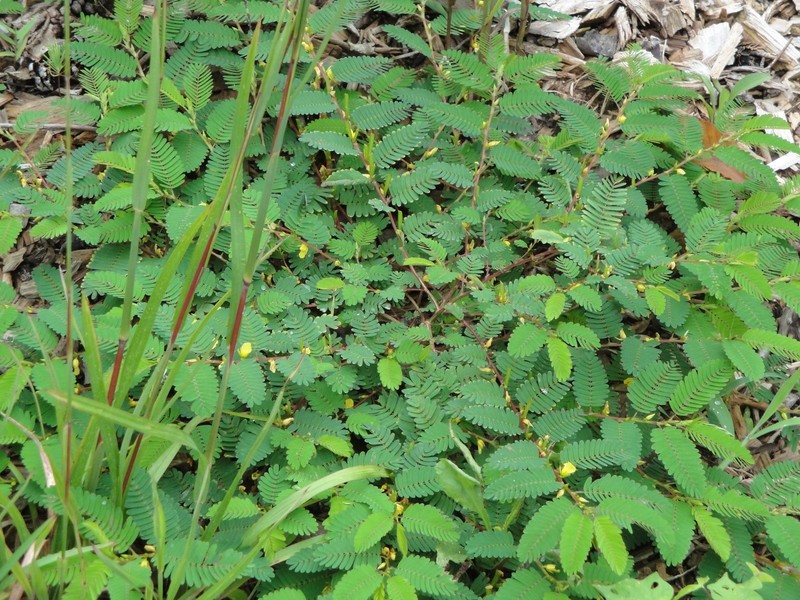 Sensitive Partridge Pea Chamaecrista nictitans 50 seeds from 2025 Native Plant gallery