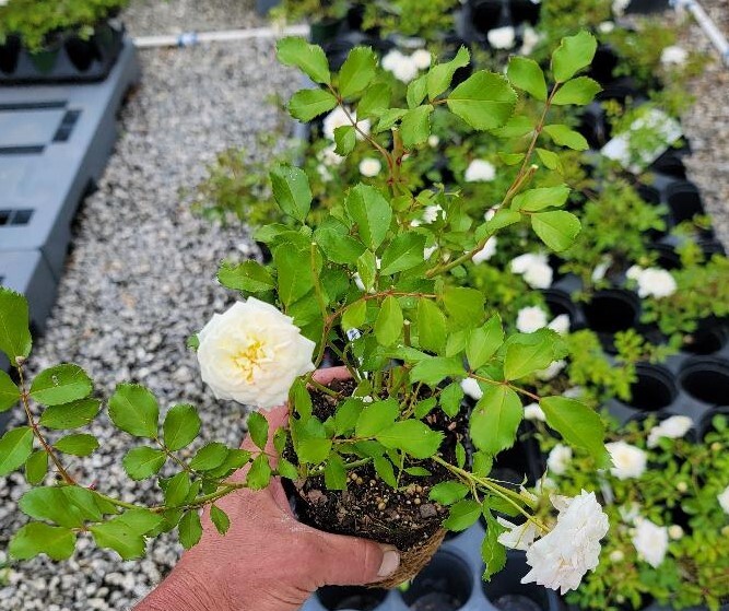 White Drift® Groundcover Rose - Live Plant - ( 1 QT ) - Low Maintenance gallery