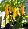 SUGAR RUSH PEACH HOT PEPPER SEEDS (20) / SWEET AND SPICY / SUPER RARE gallery
