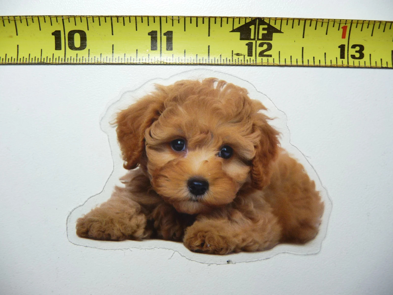 TOY POODLE DOG SMALL STICKER DECAL PET COLORFUL BEST FRIEND FUNNY gallery