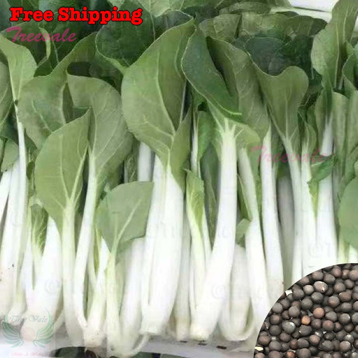 Canton Pak Choi-Long White Stem, Taisai, Bok Choy, Chinese Cabbage SEEDS gallery