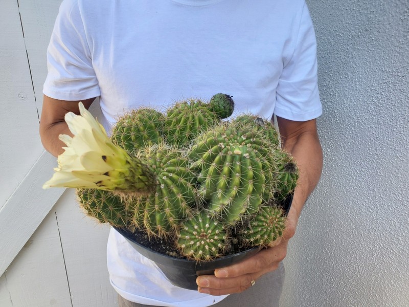 Torch Cactus gallery
