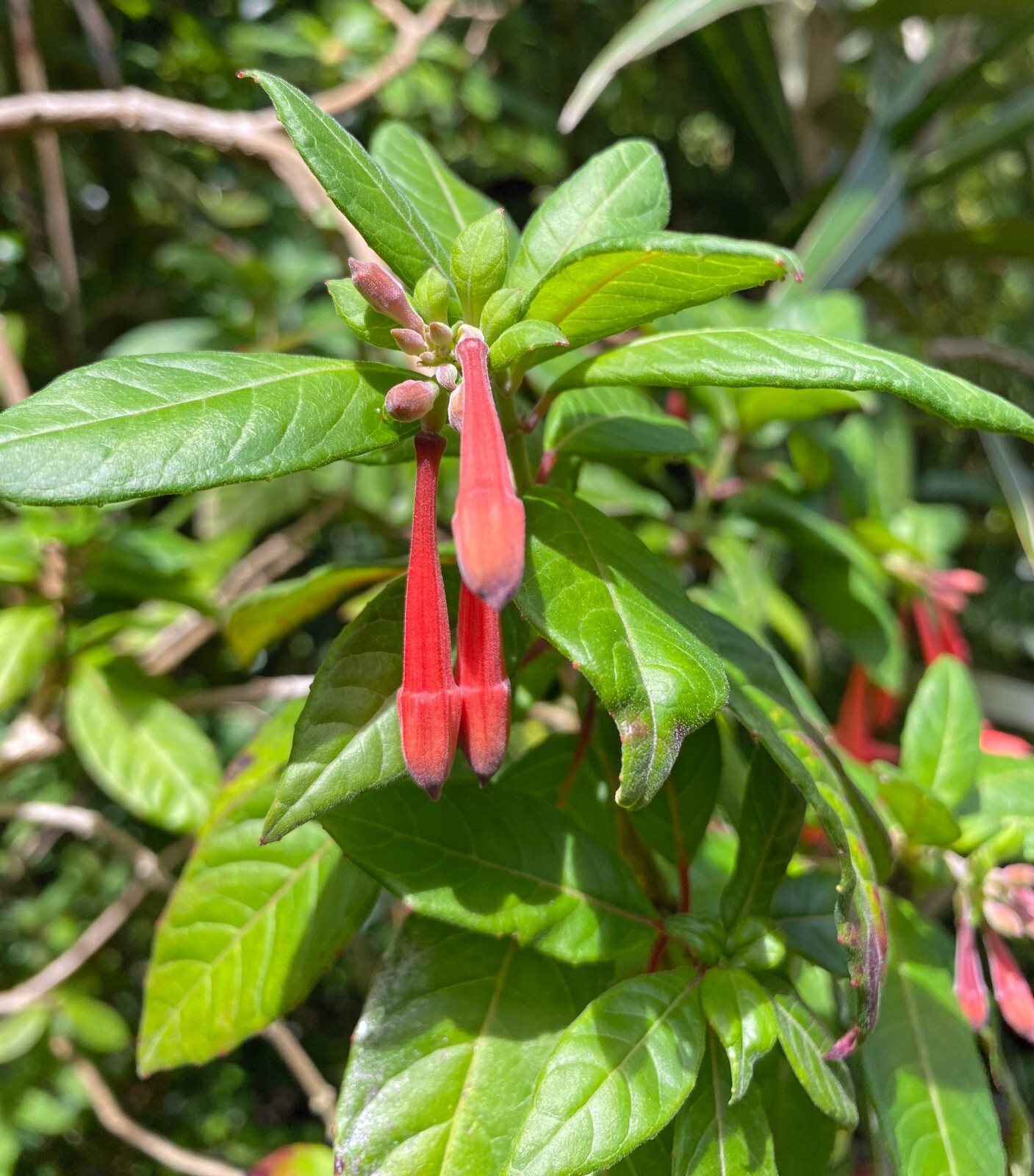 Fuchsia vulcanica | 20 Seeds gallery