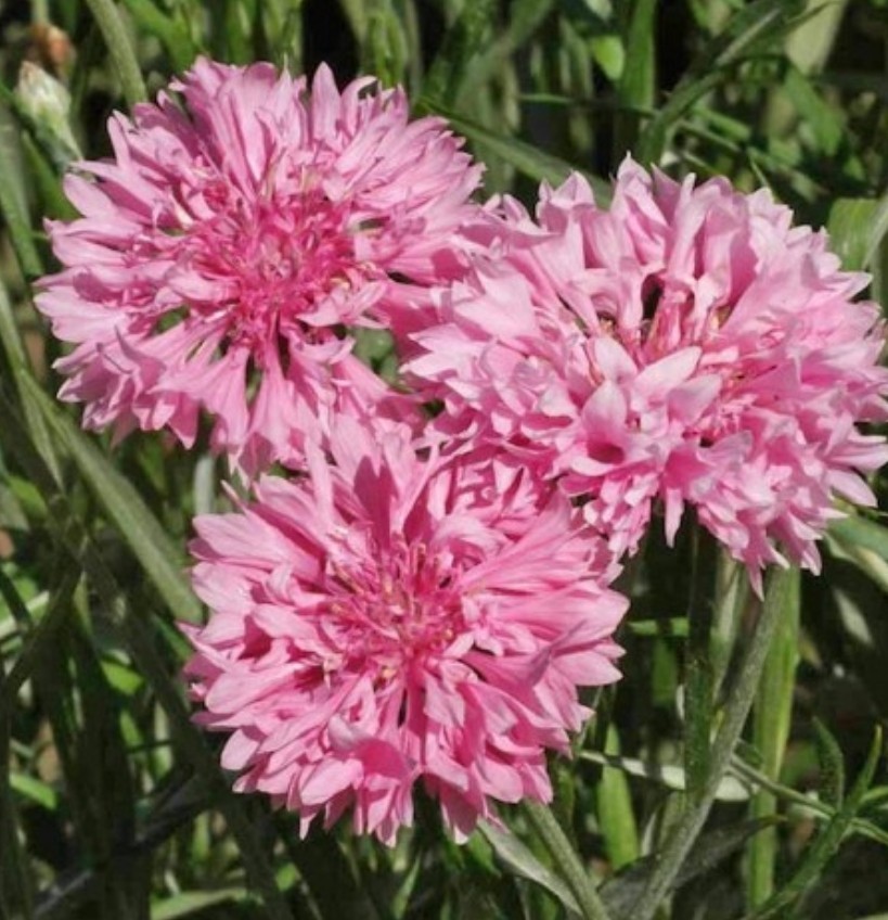 400+ Pink Cornflower Seeds **Fresh Seeds** ~~Free Shipping~~ gallery