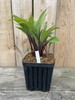 Hosta 'Considering Concordville' Plant 1gal Pot Upright Leaves Deep Red Stems!! gallery