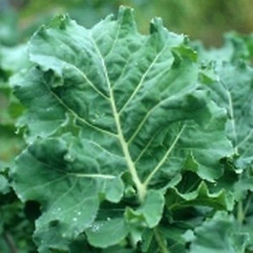 Premier (Early Hanover) Kale Seeds | Heirloom / Non-GMO | Free Shipping | 1101 gallery