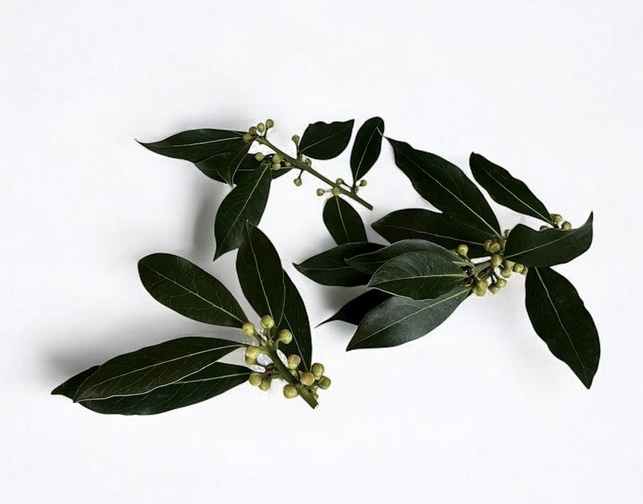 Laurus nobilis | Bay Laurel | Sweet Bay | 11 Seeds | Free Shipping gallery