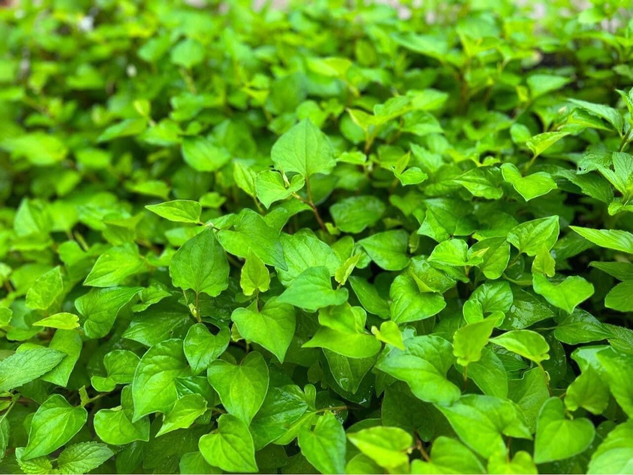 Fish Mint, Houttuynia Cordata, Chameleon Plant - 300+ Seeds 2023 - USA gallery