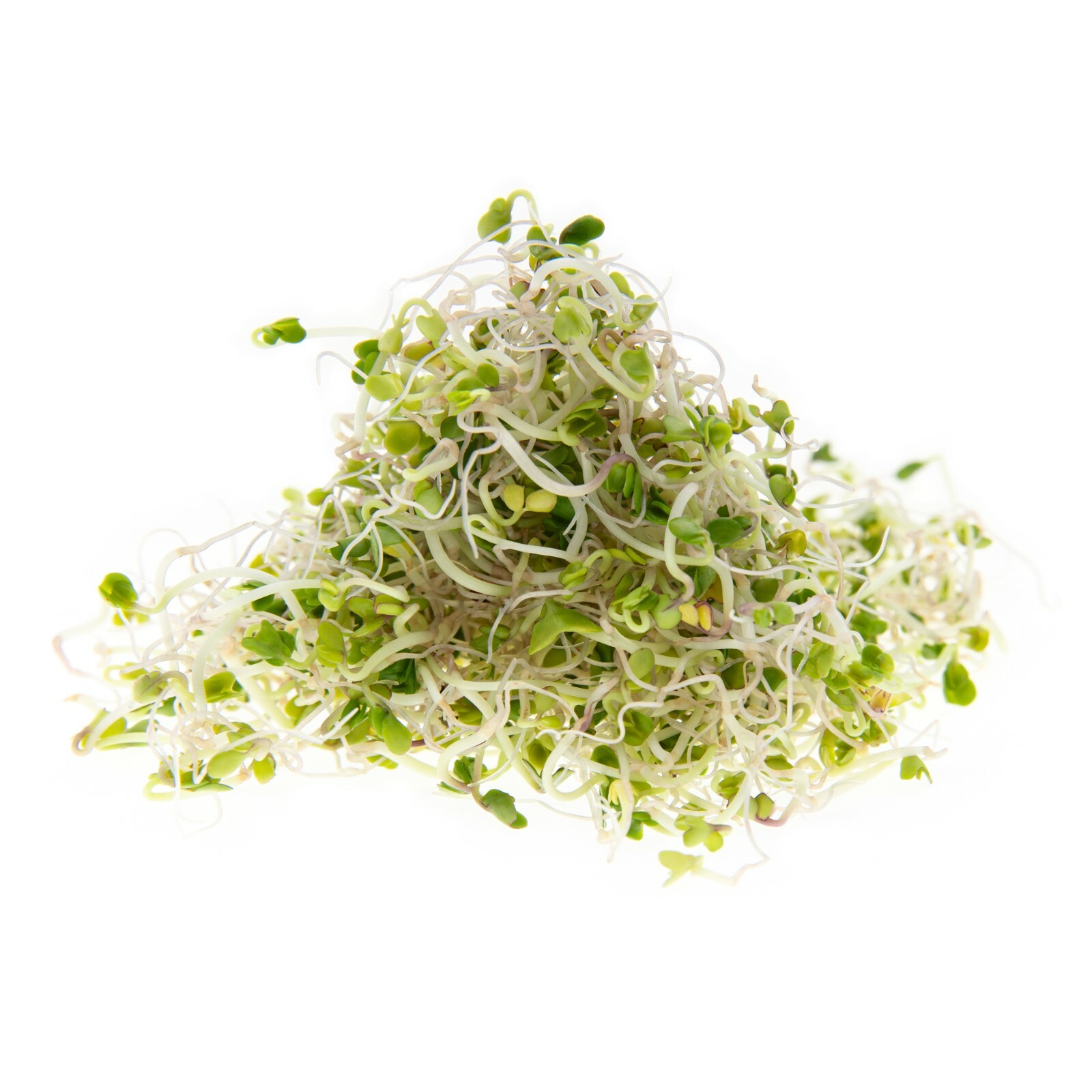 Broccoli Seeds for Sprouting & Microgreens | Non-GMO | Rainbow Heirloom Seed Co gallery