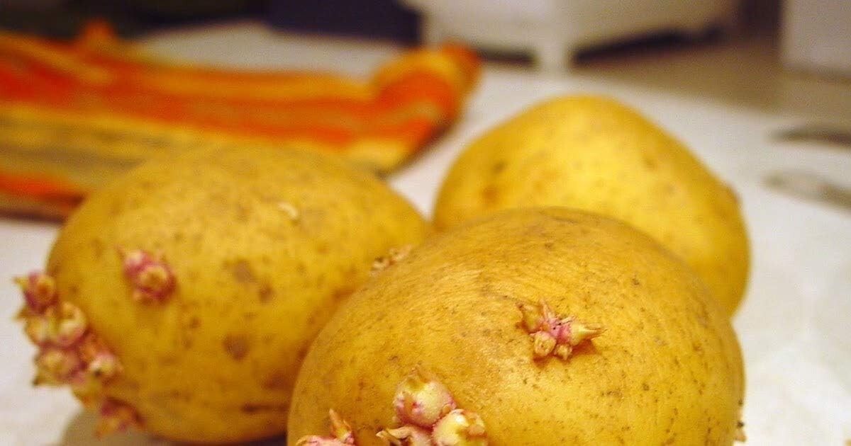 Simply Seed ™ - 2 LBs - Naturally Grown - Yukon Golds - Non GMO - Ready for Spri gallery