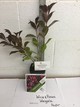 WINE & ROSES® Reblooming Weigela PP#10772 gallery