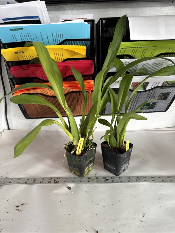 Beallara Marfitch 'Howard's Dream' Orchid Plant 4” Oncidium gallery