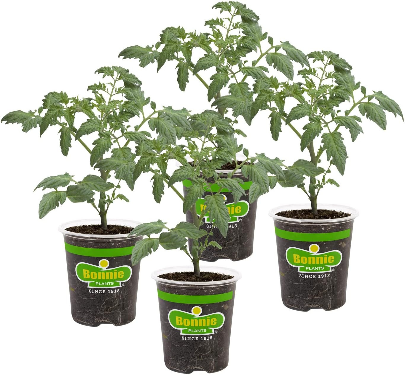Husky Cherry Red Tomato Live Vegetable Plants - 4 Pack, Non-Gmo, Bite Sized, Dis gallery