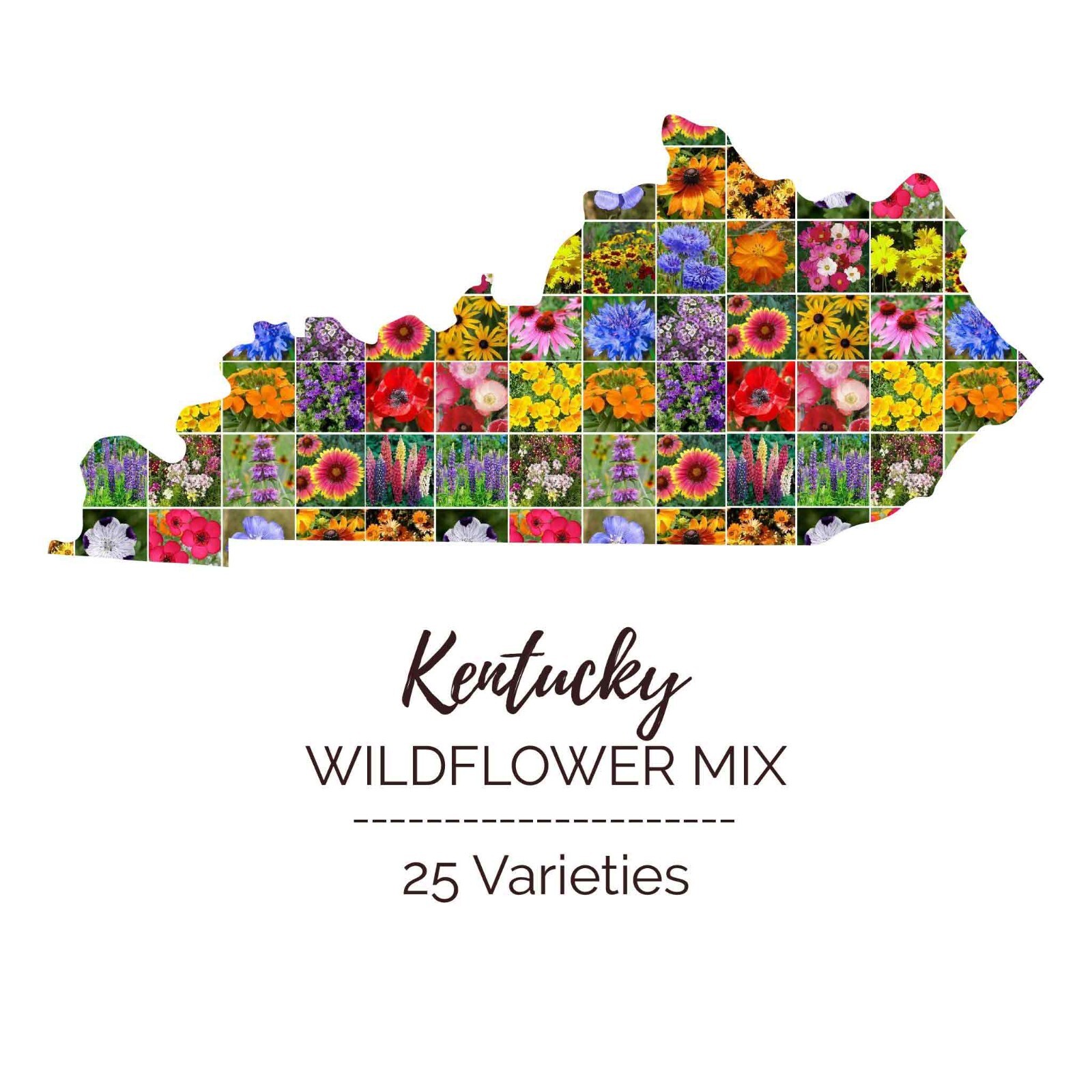 Wildflower KENTUCKY State Mix Perennial & Annual 25 Types USA Non-GMO 1000 Seeds gallery