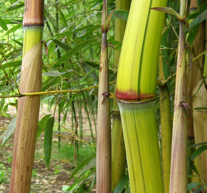 Harbin Inversa Phyllostachys Bamboo Plant - Colorful/Very Cold Hardy Down to -26 gallery