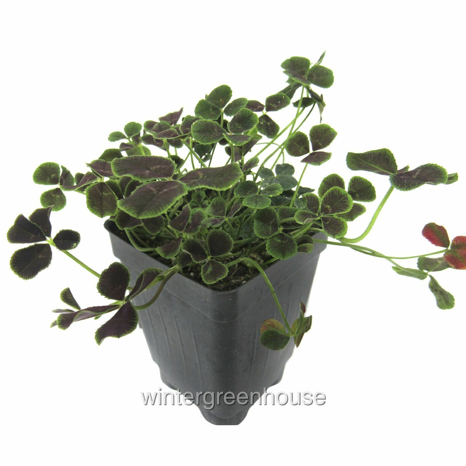 Trifolium repens Atropurpureum, Dutch Clover, Container Size: 3" (2.6x3.5") gallery