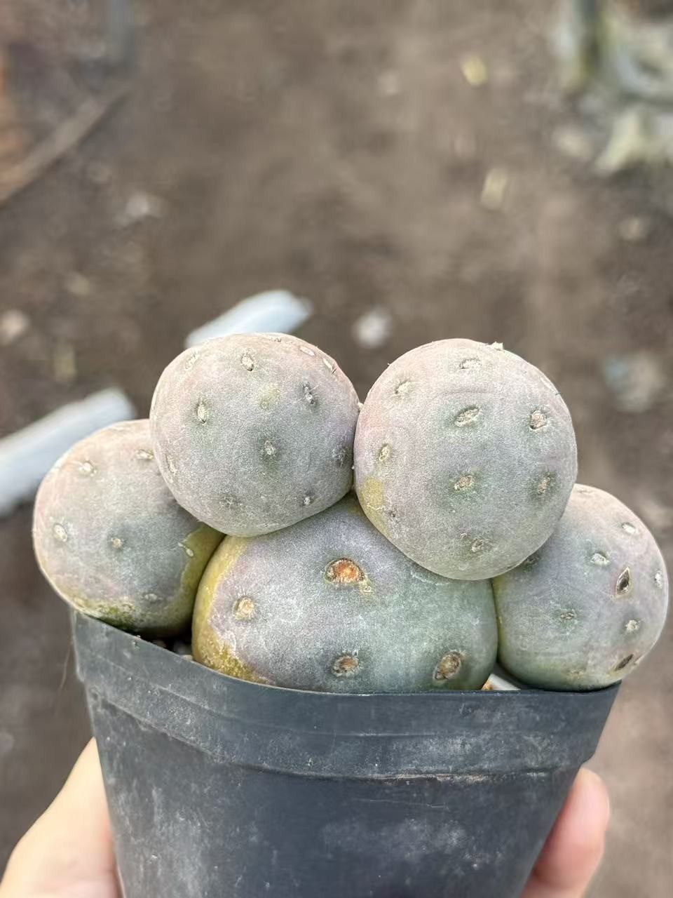 Multi heads Tephrocactus geometricus Beautiful succulent cactus plants 5heads gallery