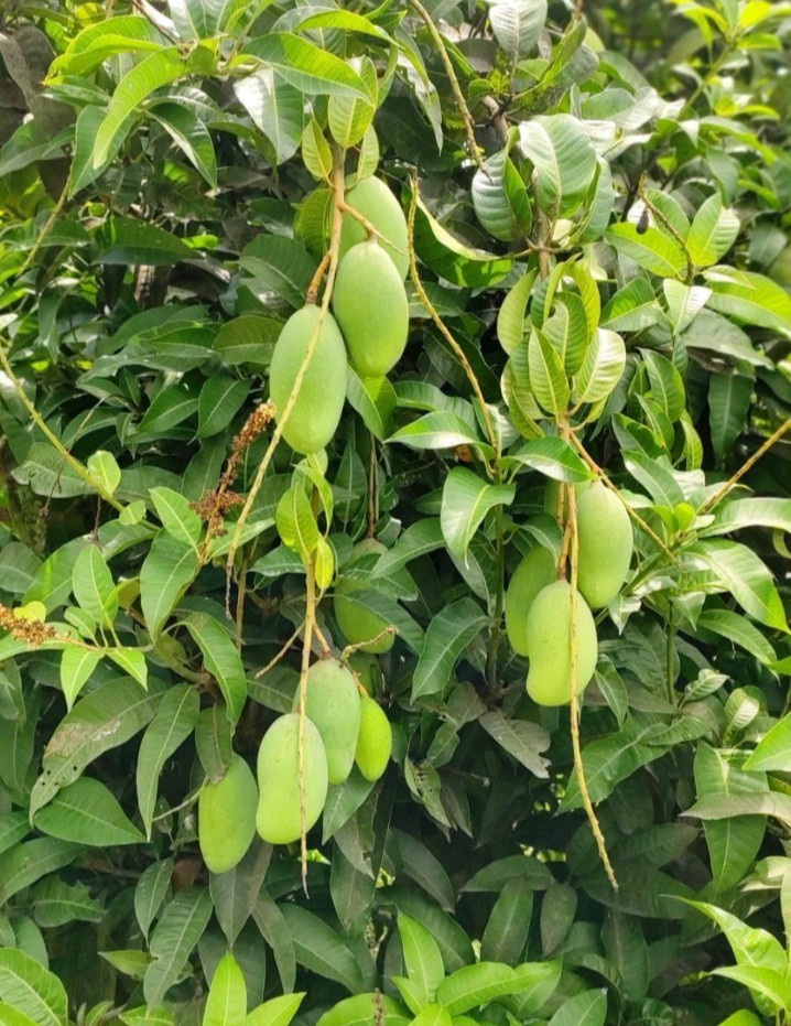 1 Miyazaki Mango Plants Grafting 20 Inch Length Planting Supreme Quality gallery